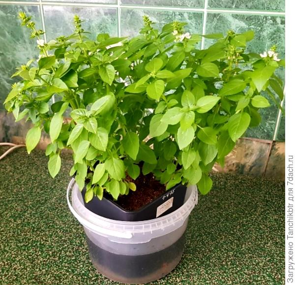 Он же в конце апреля. Неоднократно общипывался, в мае был высажен в теплицу