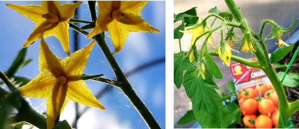 Первый цветы Смайлика