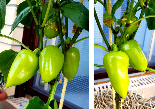 перец на 25 июня