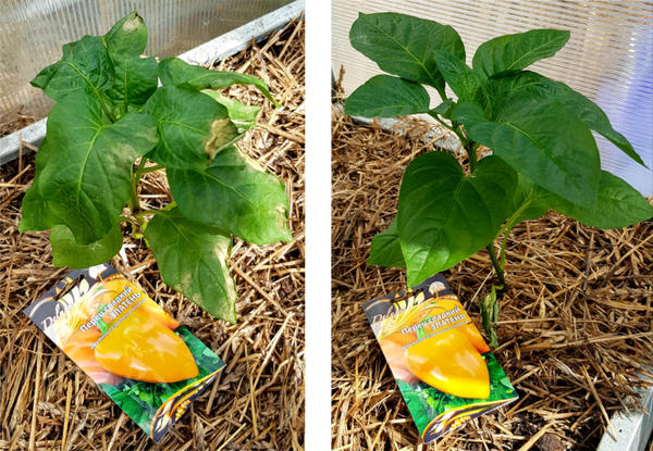 ожог на перцах