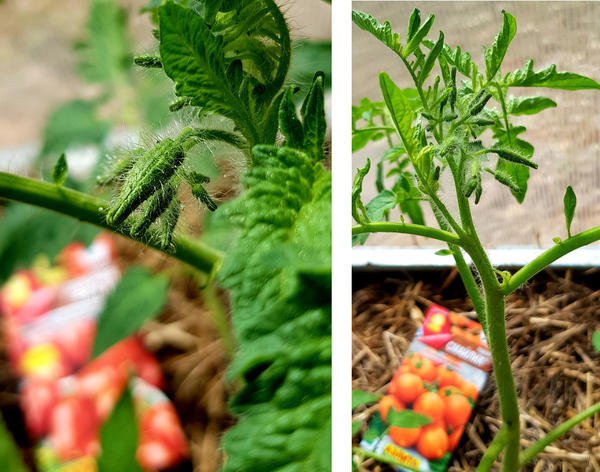 первые бутоны