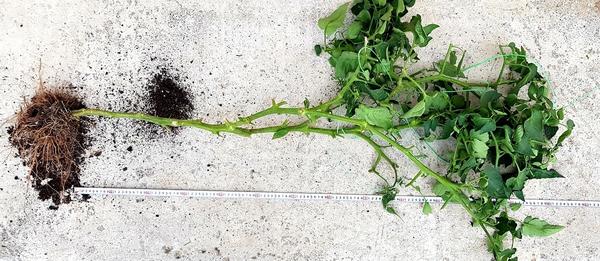 Куст томата Добрая фея на момент уборки – 3 сентября