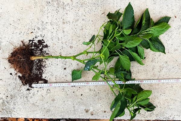 высота куста перца