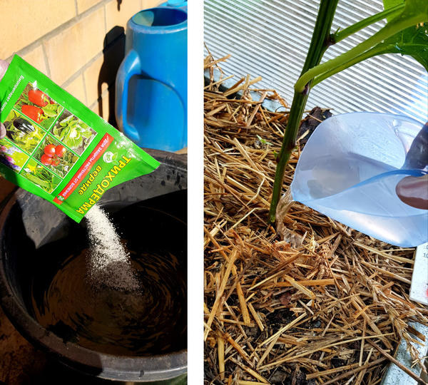 полив триходермой