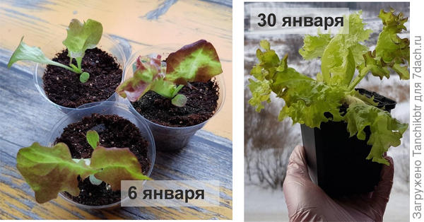 Салат Лолло Росса, сеяла 16 декабря