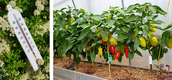 Подобные значения (дневная t в тени) для лета-2021 перешли в разряд обыденных вещей. Легко представить, что творилось в теплице.