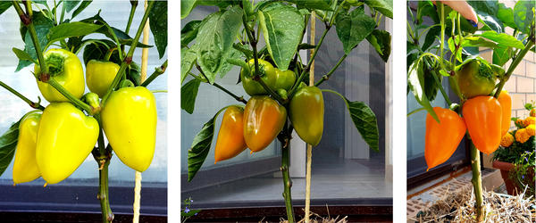 урожай перца в кашпо