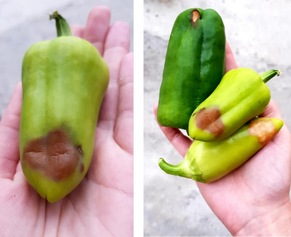 болезнь перцев