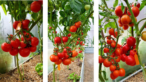 Плодоношение томата "Добрая фея"