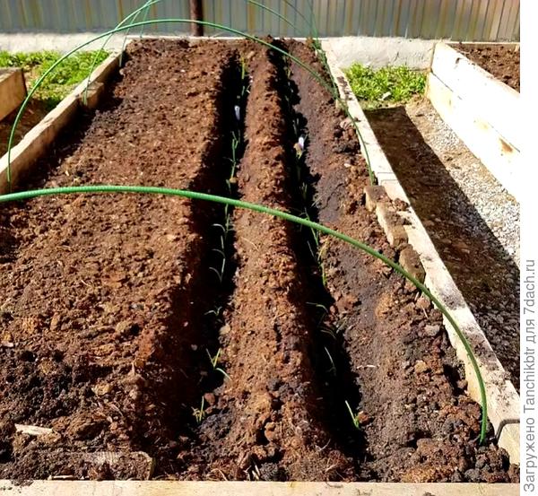 Посадка рассады лука (в данном случае - порея)