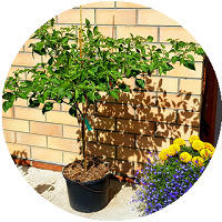 С 21 марта по 13 мая: развитие рассады, перевалка, высадка в кашпо