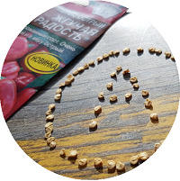 С 11 по 20 марта: посев, всходы, появление настоящих листьев