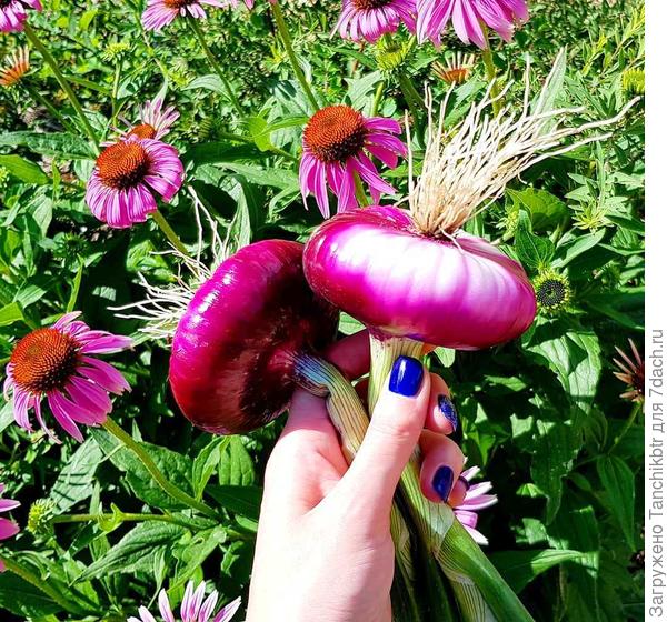 Лук Красный-88 (Аэлита)