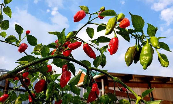 Жгучий перец