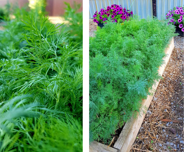 Зеленое кружево