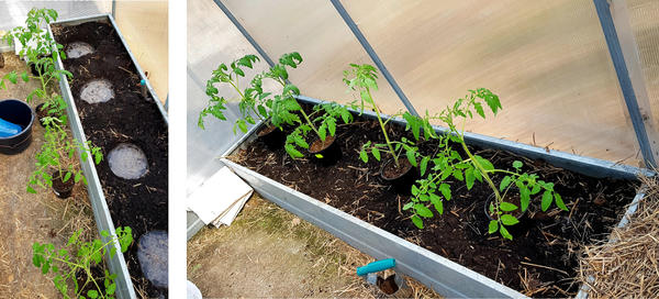 Схема посадки томатов