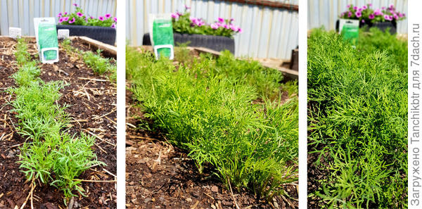 Укроп 'Зеленое кружево': 31 мая, 7 и 13 июня