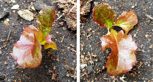 Тест на всхожесть проводила не только в «улитке» без земли, но и высевала семена поверхностно по заранее хорошо увлажненному грунту. Организовала мини-тепличку. Скорость прорастания была быстрой (на следующий день появились зачатки корешков), как и всхожесть отличная – 100%. Когда часть кустиков салата «погрыз» проволочник, подстраховалась и подсеяла 10 семян в теплицу. Неосмотрительно сделала неглубокую борозду, разложила семена, присыпала небольшим слоем грунта и полила сверху. При таком варианте ничего не всходило. Уже отчаялась и забыла про посевы, когда через 3-4 недели увидела единичные всходы. Тогда и сделала вывод за нюанс посева.