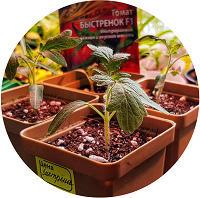 С 22 по 29 марта: посев, всходы, появление настоящих листьев (Посев. Всходы. Развитие рассады)