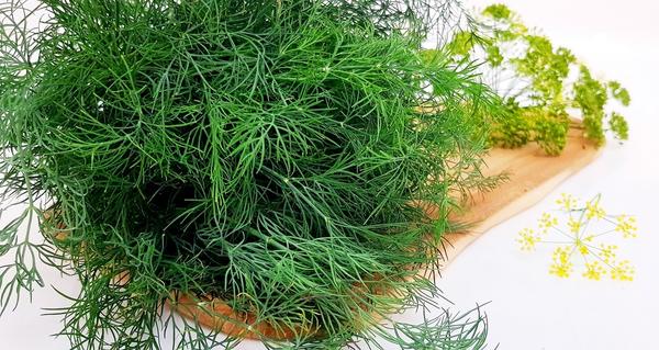 Укроп 'Зеленое кружево' от Ваше Хозяйство