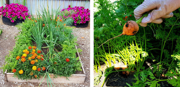 Морковь в ОГ