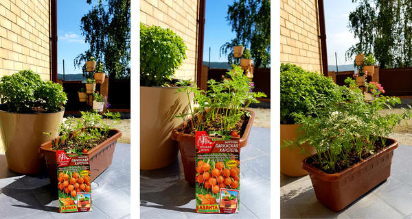 Морковь Парижская каротель, высаженная в контейнер (даты: 7, 13 и 29 июня)