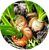 С 15 мая по 23 июня