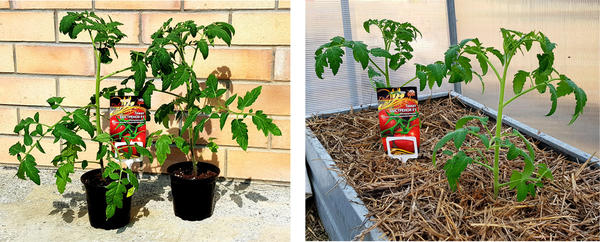 Рассада томатов Быстрёнок в день пересадки в теплицу