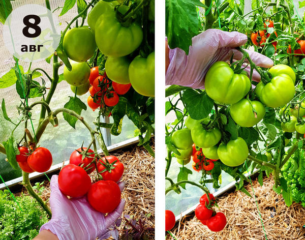 Быстрёнок: кисти томата