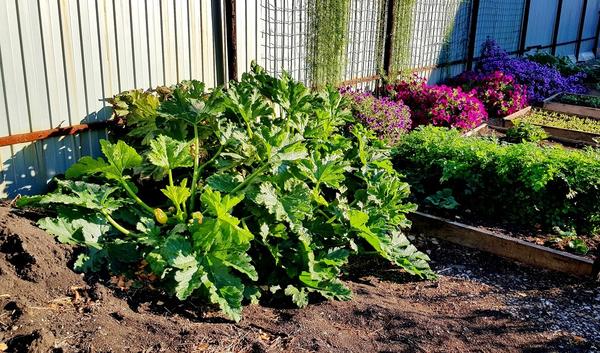 Куст кабачка перед уборкой, 14 сентября