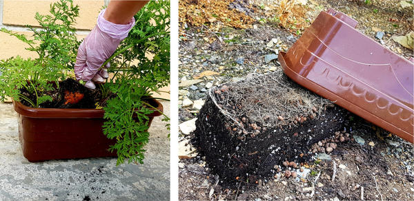 10 растений, высаженных в контейнер на 2,5 литра, довольно хорошо оплели земляной ком