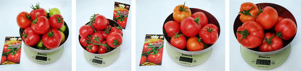 Быстрёнок: урожай томатов