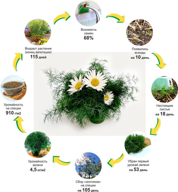 Успехи укропа Зеленое кружево