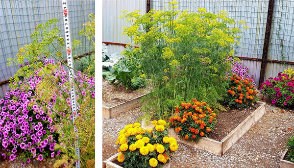 Размер куста