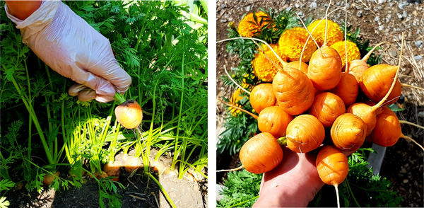 Урожай моркови