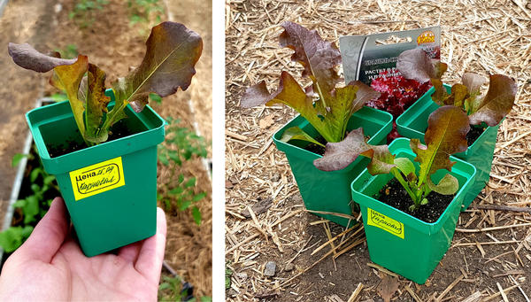 рассада салата