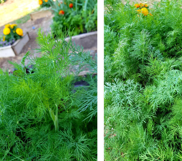 Первые зачатки цветочных стрелок