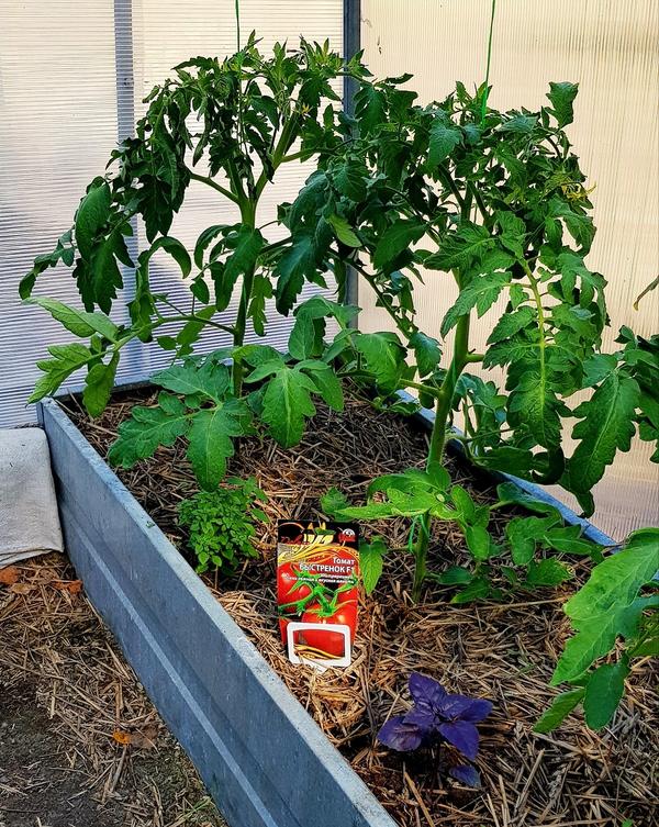 Быстрёнок в теплице