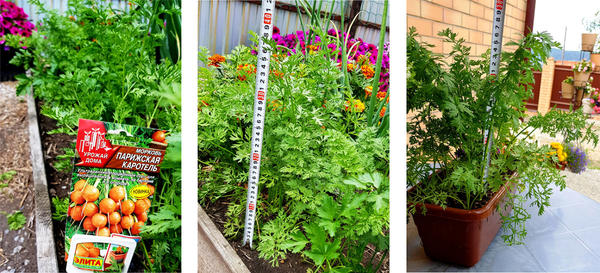 Парижская каротель: компактная розетка листьев