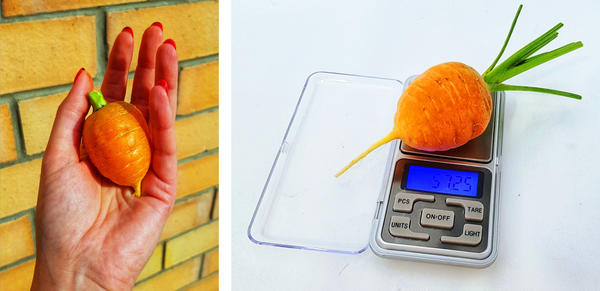 Самая крупная морковь