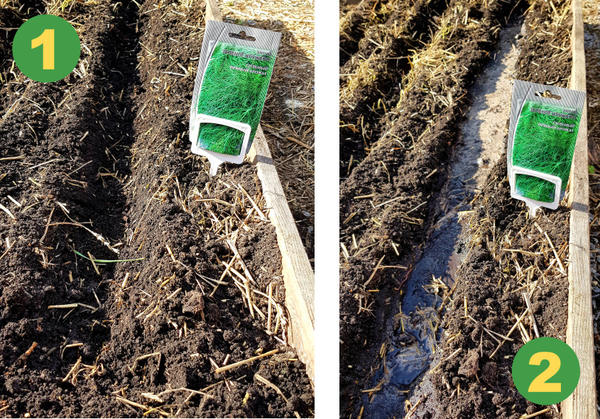 Посев укропа