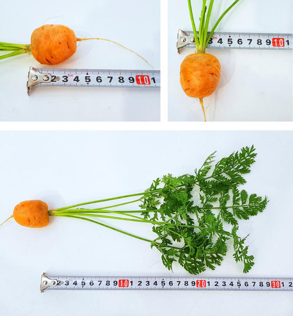 Диаметр моркови