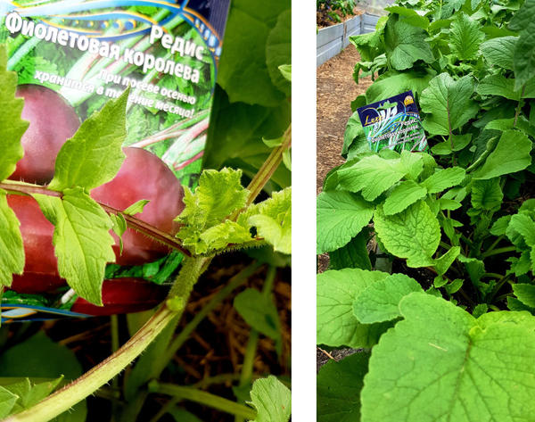 редис ушел в стрелку