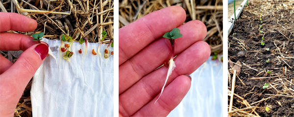 Редис Фиолетовая королева: высадка сеянцев в теплицу