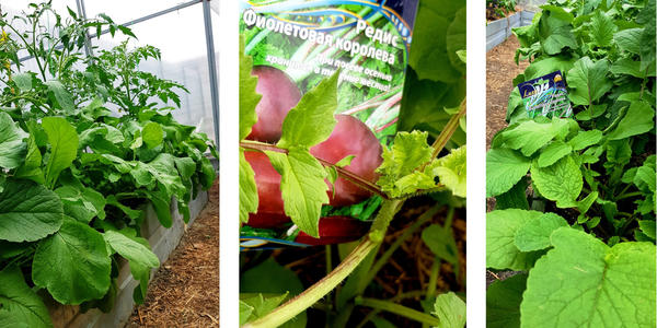 В противном случае (при чуть запоздалой уборке) редис преимущественно застрелкуется. А также обратите внимание на «богатую» ботву – кладезь витаминов