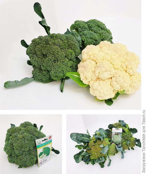 Брокколи Батавия и Монако выращиваю второй сезон. На Южном Урале пекло было ужасное, 4 месяца жары в +30...35 градусов, каждое растение завязало кочаны. Головки все были выровненные, плотные, массой 1450 г и более (в прошлом нежарком лете головки были крупнее). И в сезоне-2020 эти гибриды показали себя на ура при относительно «нормальном» лете, прохладном  (жара, правда, тоже стояла – 3 недели в июле-августе). Кстати, у этих гибридов на пачках значится следующая информация: «Обладает хорошей устойчивостью к жарким стрессовым условиям», «Дает стабильный урожай в любых условиях»