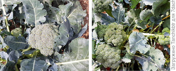 Гибрид «Батавия» нравится еще за следующую свою особенность: «Имеет продолжительное, вплоть до заморозков обильное плодоношение на боковых побегах, масса которых может превышать 200 и более грамм». И это действительно так, фото прилагаю