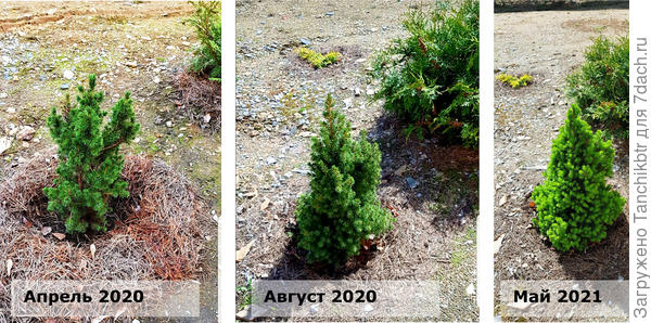 Коника в разные периоды