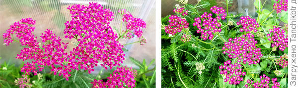 Если вырастить тысячелистник желание не отпало, попробуй &quot;Волшебные сны&quot; от Аэлиты (он был в наборах тестировщиков в 2020 году, мне Ирочка Никитина его прислала, поделилась)