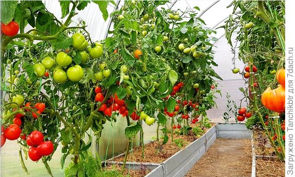 Это 2021 год - видно, что проходы полностью свободные, а раньше листва смыкалась